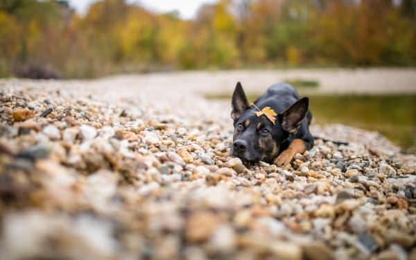 Animal German Shepherd Dogs Dog Resting Stone Depth Of Field HD Wallpaper | Background Image