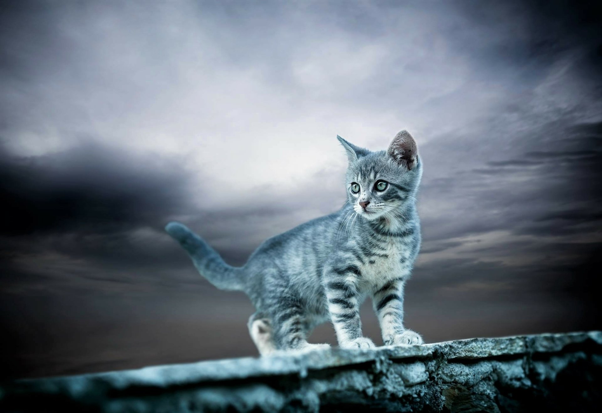 A cute gray kitten stands alert on a stone wall under a moody sky, captured in HD as a charming baby animal desktop wallpaper.