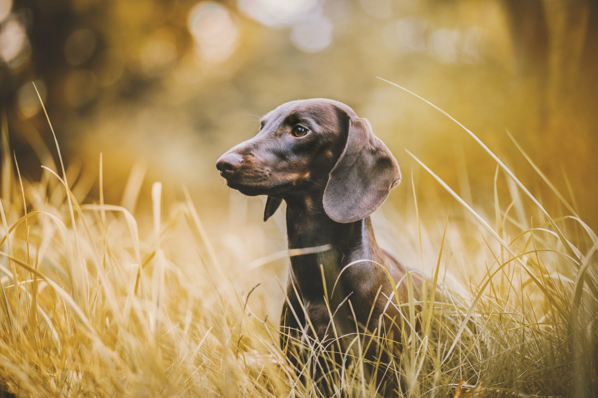 Dachshund Papel de Parede HD | Plano de Fundo | 2048x1365