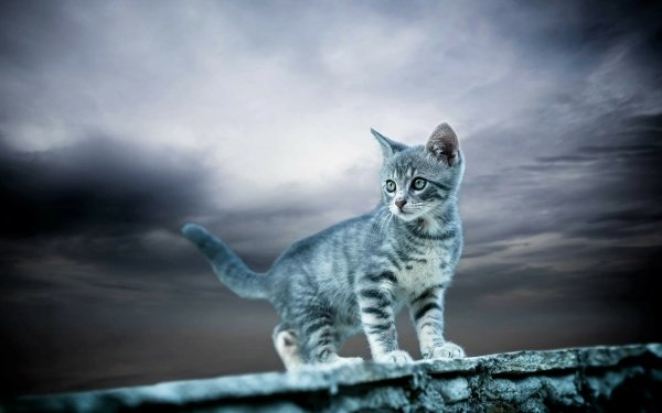 Animal Cat Cats Kitten Gray Cute Baby Animal HD Wallpaper | Background Image