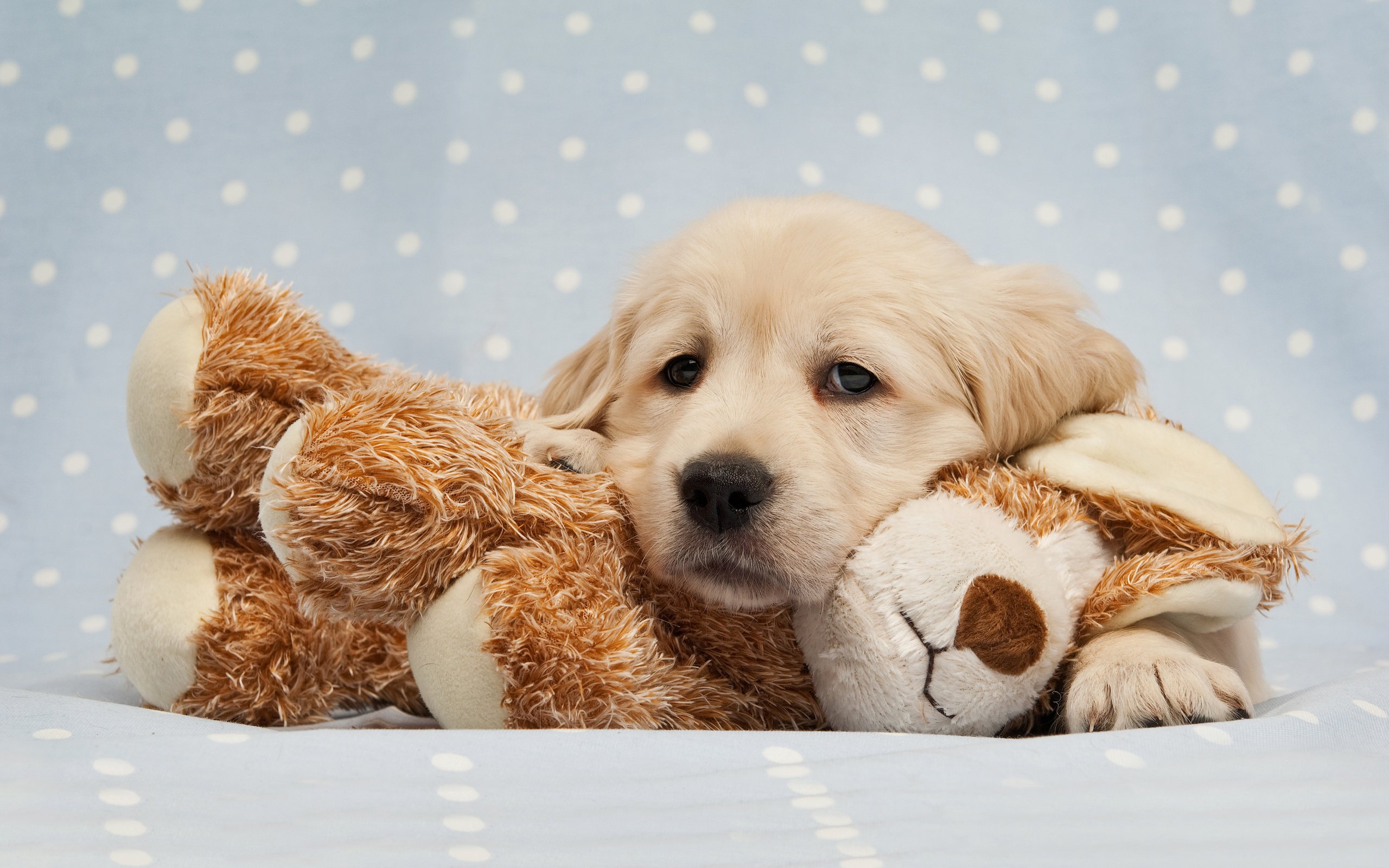 Download Stuffed Animal Baby Animal Puppy Dog Animal Golden Retriever