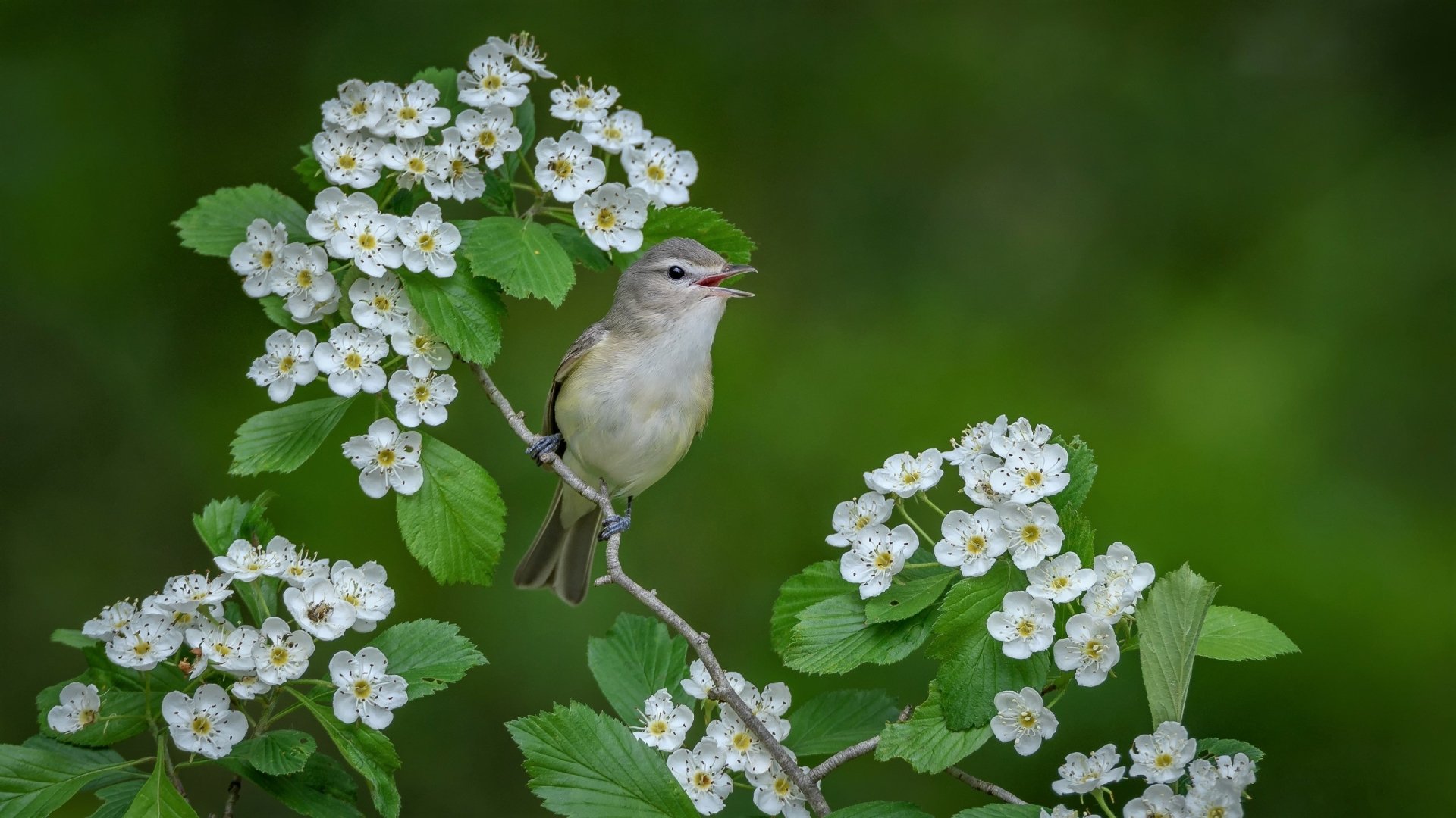 Download Blossom Branch Warbling Vireo Animal Bird HD Wallpaper