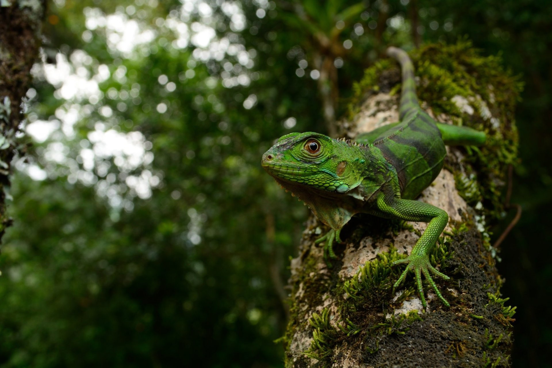 Close-up of a vibrant green iguana on a mossy tree branch with a blurred forest background, captured in high definition, showcasing reptile details and depth of field.