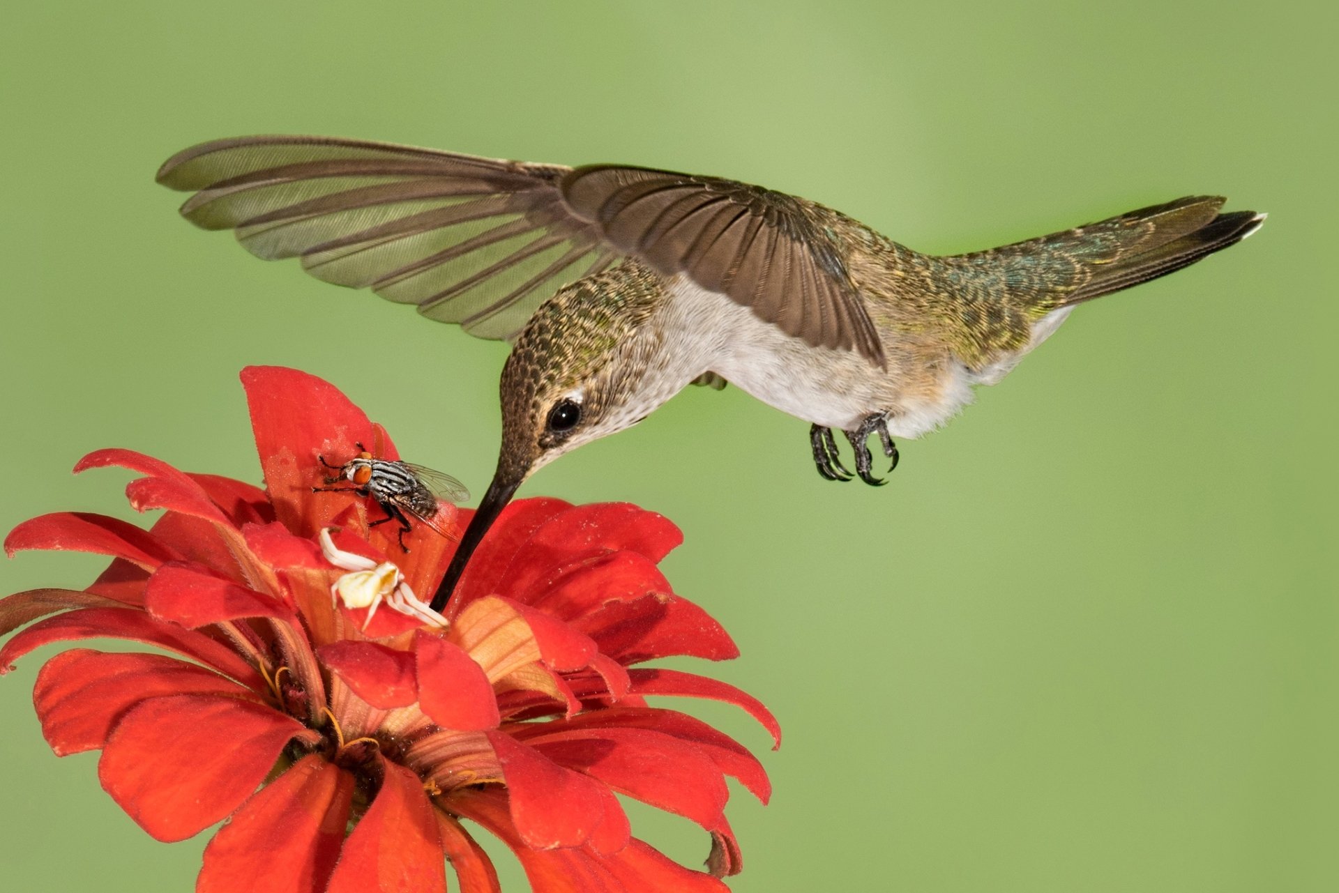 Hummingbird Hover: Macro Magic on a Red Blossom – Stunning HD Nature ...