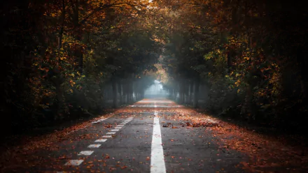 tree-lined fall forest nature man made road HD Desktop Wallpaper | Background Image