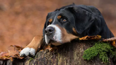 A Sennenhund dog rests its head on a moss-covered tree stump surrounded by autumn leaves, captured in an HD PC desktop wallpaper background.