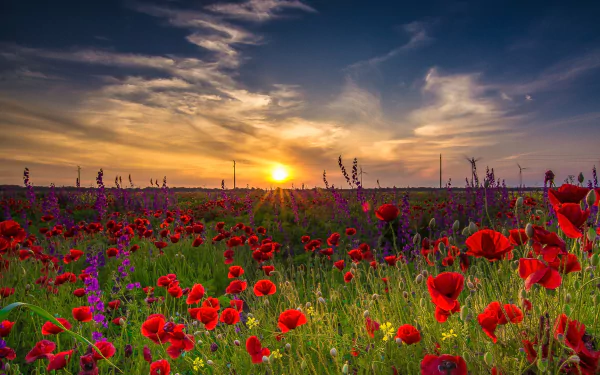 A vibrant summer field of red poppies and purple flowers under a colorful sunset sky, captured in high-definition as a nature-themed desktop wallpaper.