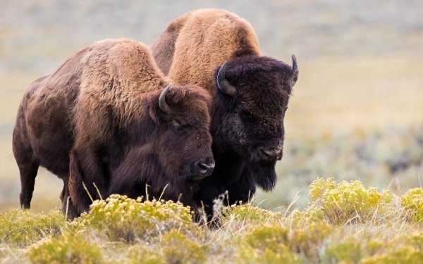 Animal American Bison HD Wallpaper | Background Image