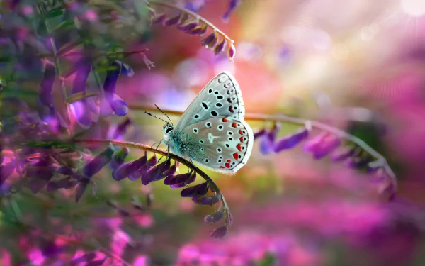A macro HD desktop wallpaper featuring a delicate butterfly resting on a vibrant purple flower amidst soft-focus natural surroundings.