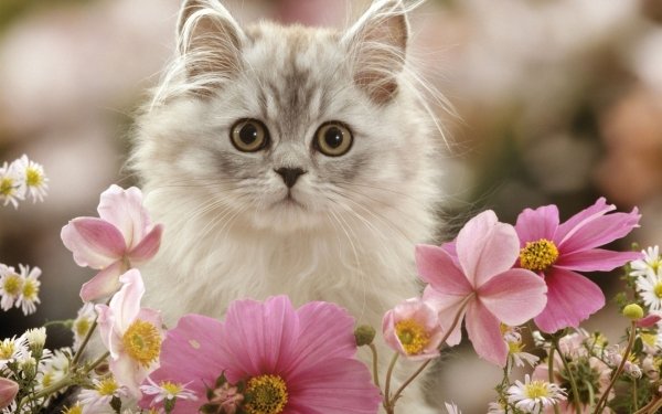 Animal Cat Cats Stare White Flower Pink Flower HD Wallpaper | Background Image