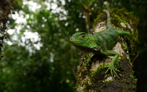 Close-up of a vibrant green iguana on a mossy tree branch with a blurred forest background, captured in high definition, showcasing reptile details and depth of field.