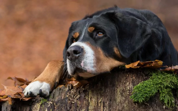 A Sennenhund dog rests its head on a moss-covered tree stump surrounded by autumn leaves, captured in an HD PC desktop wallpaper background.