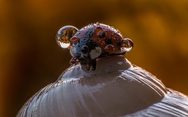 Animal Ladybug Insect Macro Water Drop HD Wallpaper | Background Image