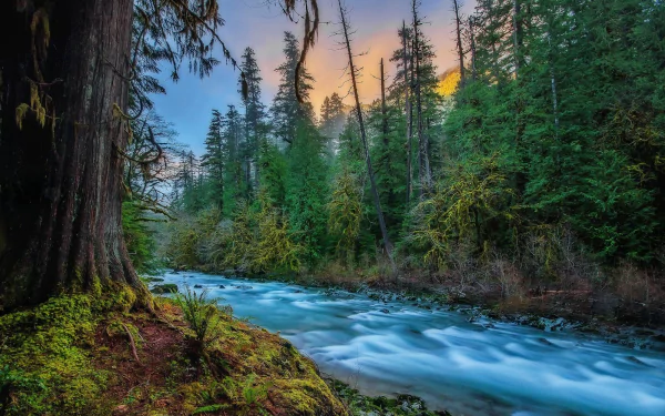 HD desktop wallpaper of a vibrant forest scene featuring tall trees and a flowing river with foam, showcasing the beauty of nature.