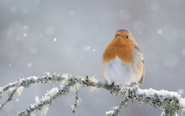 4K Ultra HD PC desktop wallpaper: a robin bird perched on a lichen-covered branch amid gentle snowfall, soft gray bokeh — animal nature background.