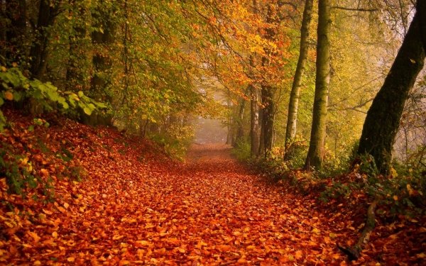 Earth Forest Fall Leaf Path HD Wallpaper | Background Image