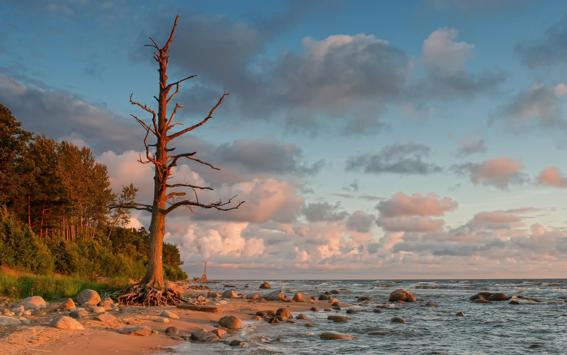 HD desktop wallpaper of a dead tree standing on a rocky shore by the ocean, with clouds on the horizon and lush green trees in the background.