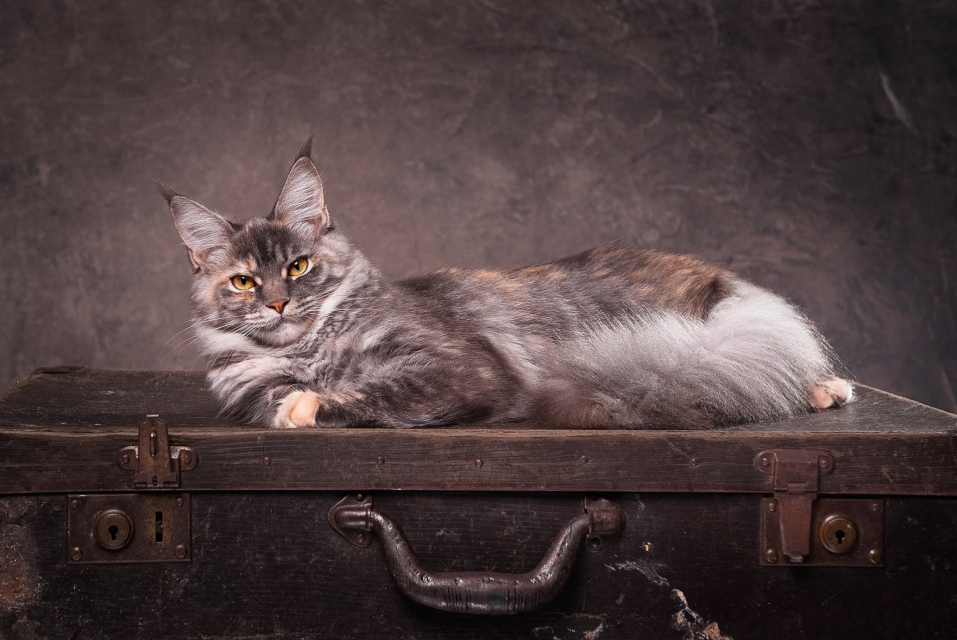 A striking cat with intense eyes stares while lounging on a vintage suitcase, set against a moody backdrop in this HD PC desktop wallpaper.