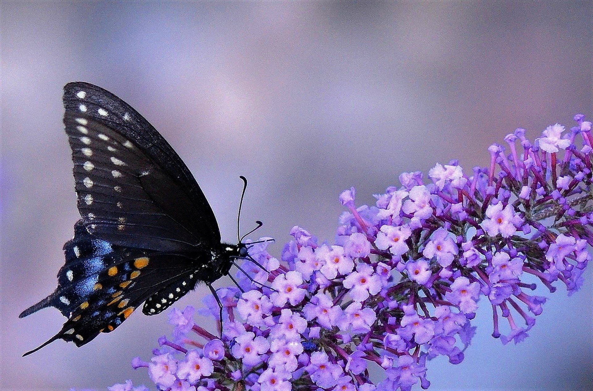 Бабочки фиолетового цвета. Бабочка Баттерфляй цветок. Сиреневые бабочки. Бабочка фиолетовая. Обои на рабочий стол бабочки.