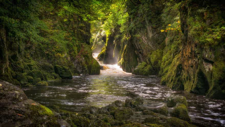 HD desktop wallpaper featuring a serene canyon with lush greenery, where a tranquil river flows through moss-covered rocks, creating a harmonious nature backdrop.