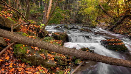 4K Ultra HD desktop wallpaper of a serene fall forest scene with a flowing stream, vibrant autumn leaves, and a fallen log crossing the water.