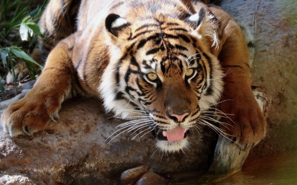 Animal Tiger Cats HD Wallpaper | Background Image