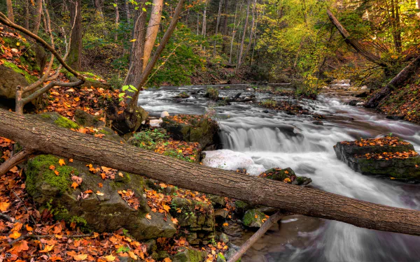 4K Ultra HD desktop wallpaper of a serene fall forest scene with a flowing stream, vibrant autumn leaves, and a fallen log crossing the water.