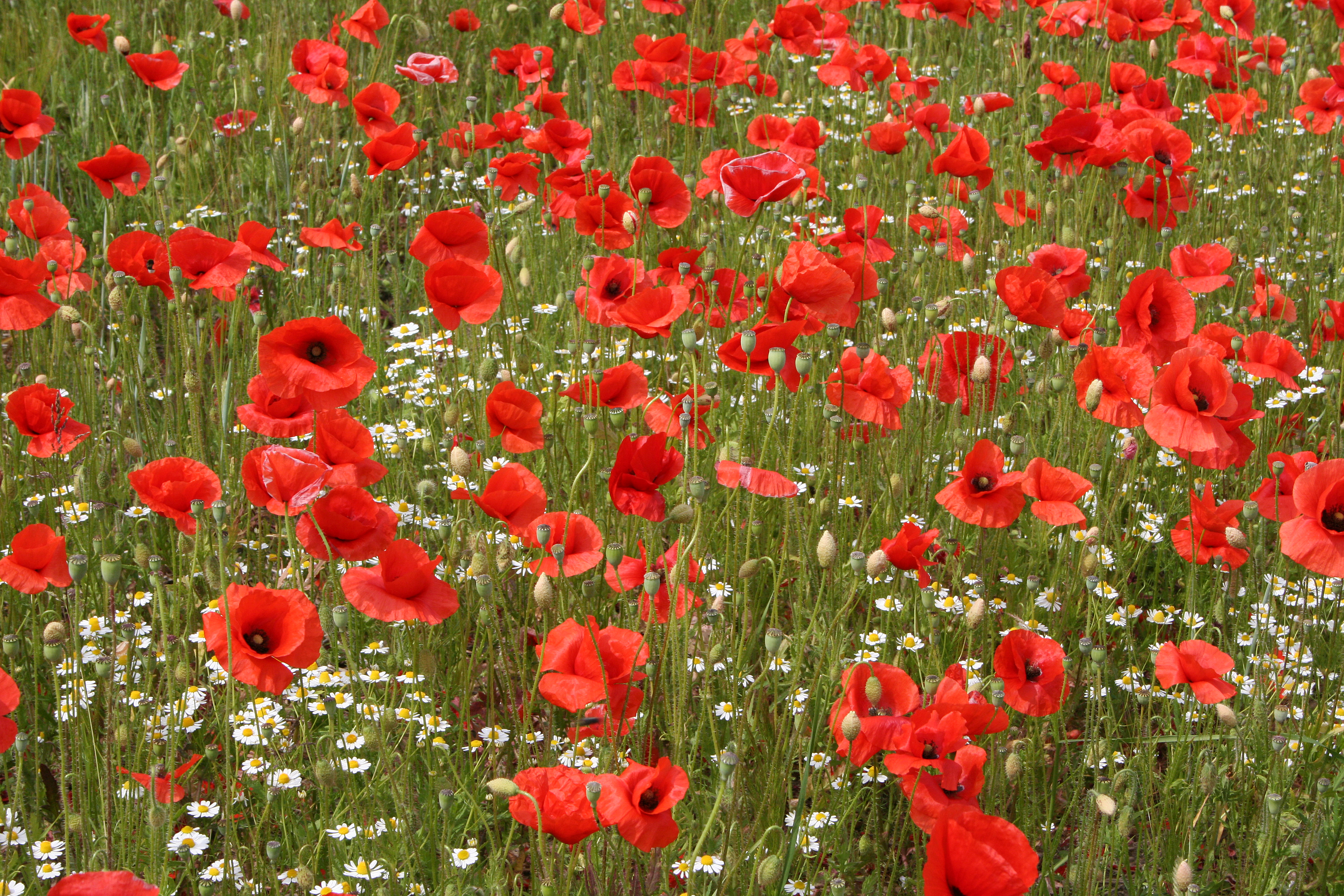 Download Summer Red Flower Flower Nature Poppy 4k Ultra HD Wallpaper