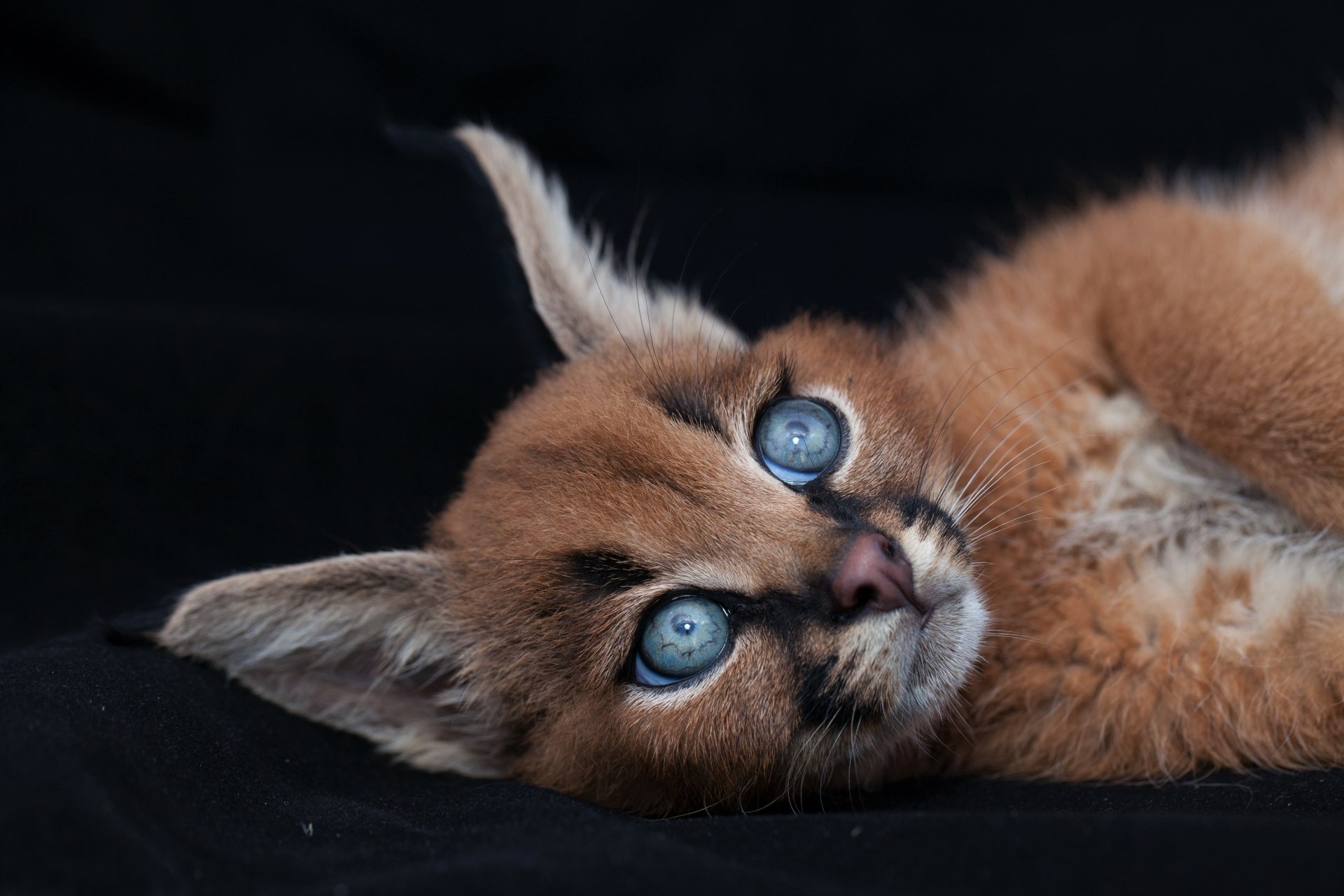 Close-up of a caracal cub with striking blue eyes lying against a dark background, captured in high-definition for a desktop wallpaper.