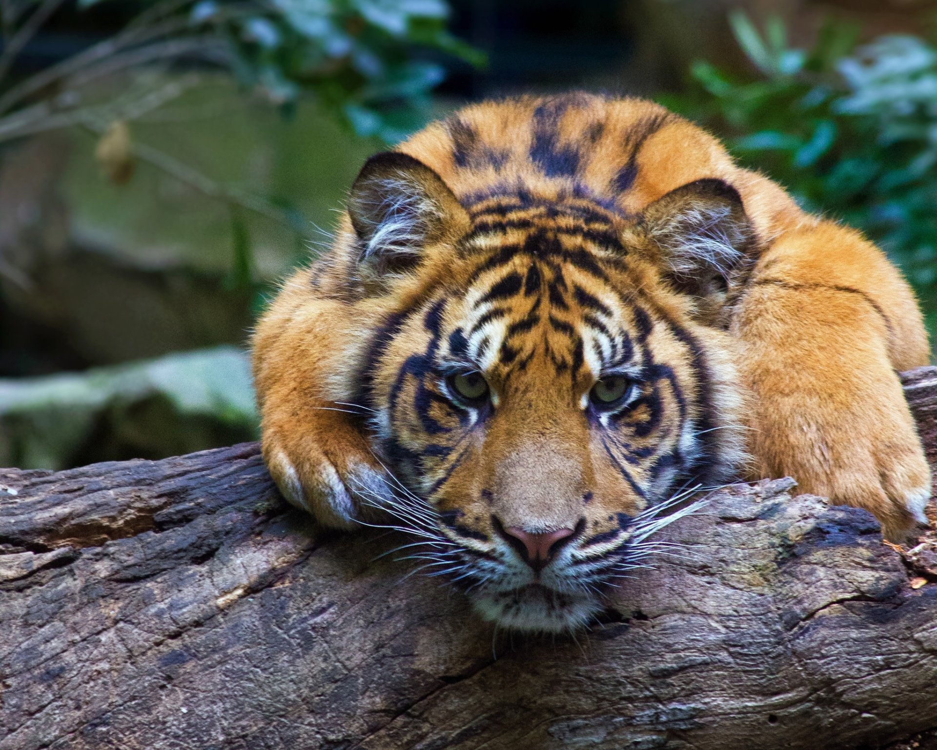 Majestic Tiger Stare - HD Wallpaper