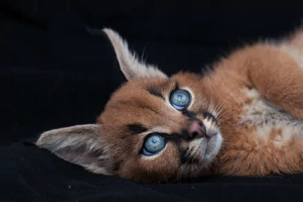 Close-up of a caracal cub with striking blue eyes lying against a dark background, captured in high-definition for a desktop wallpaper.