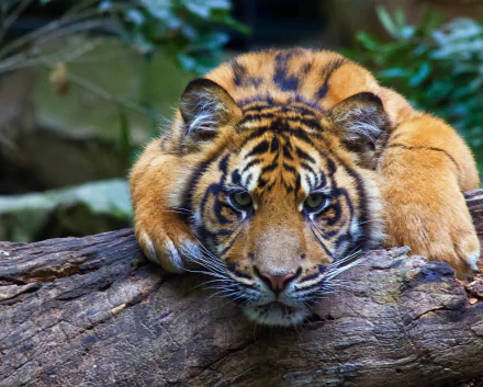 HD desktop wallpaper featuring a tiger staring intensely, resting its head and front paws on a log, with lush greenery in the background.