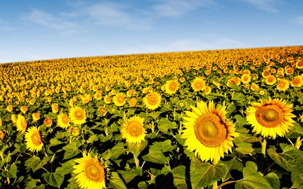Nature Sunflower Flowers Field Summer Yellow Flower Flower HD Wallpaper | Background Image