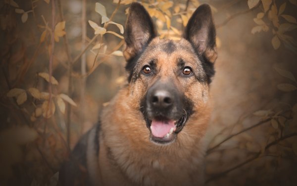 Animal German Shepherd Dogs Stare Dog Muzzle HD Wallpaper | Background Image