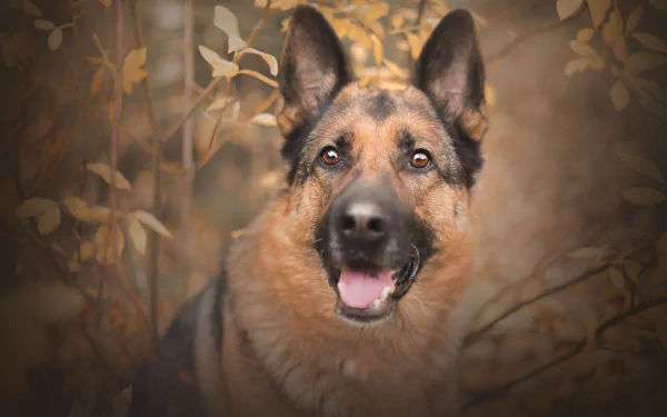Close-up 4K Ultra HD image of a German Shepherd dog staring attentively, highlighting its muzzle and expressive eyes against a blurred natural background.