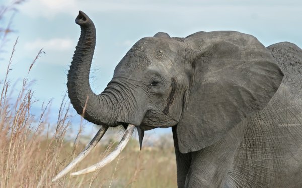 Animal African bush elephant Elephants HD Wallpaper | Background Image