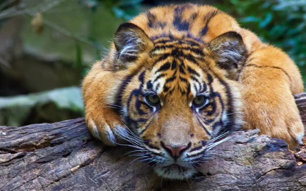 HD desktop wallpaper featuring a tiger staring intensely, resting its head and front paws on a log, with lush greenery in the background.