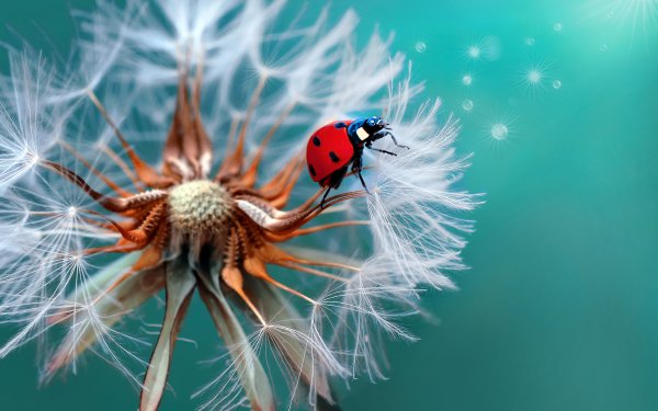 Animal Ladybug Insect Dandelion Macro HD Wallpaper | Background Image