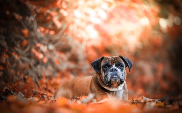 Animal Boxer Dogs Dog Pet Depth Of Field HD Wallpaper | Background Image