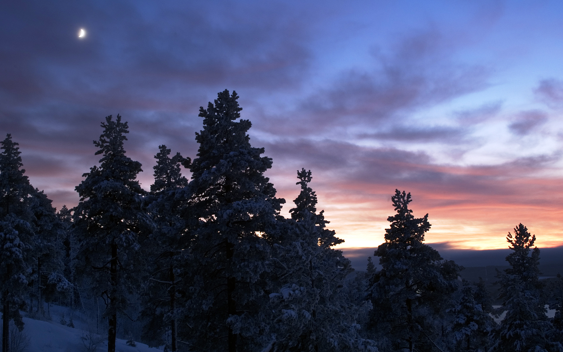 winter-trees-at-dusk