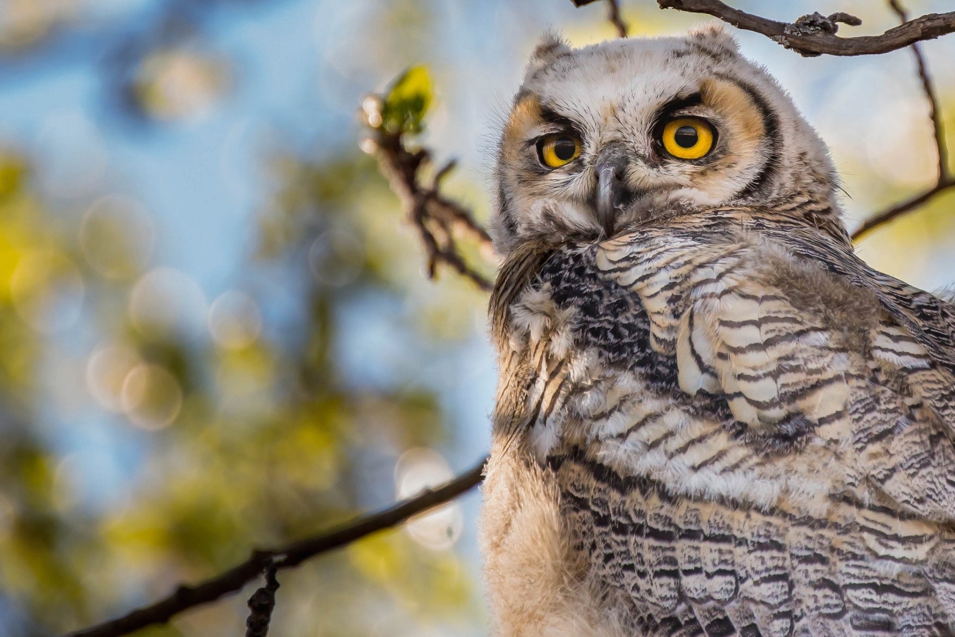 Animal Owl HD Wallpaper