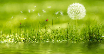 A vibrant 4K Ultra HD wallpaper featuring a delicate dandelion amid lush green grass, with ladybugs crawling near the water’s edge in an artistic nature scene.