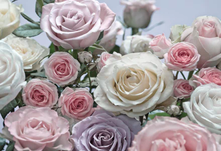 pink flower nature rose flower HD Desktop Wallpaper | Background Image