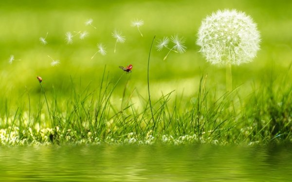 Earth Artistic Ladybug Green Plant Grass Dandelion Flower Water HD Wallpaper | Background Image