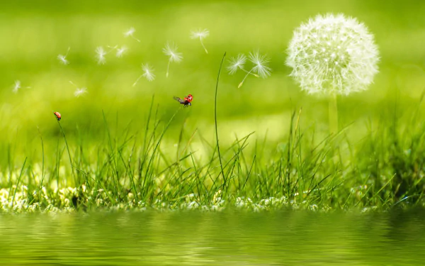 A vibrant 4K Ultra HD wallpaper featuring a delicate dandelion amid lush green grass, with ladybugs crawling near the water’s edge in an artistic nature scene.
