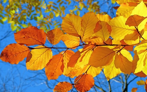 Earth Leaf Branch Yellow Fall HD Wallpaper | Background Image