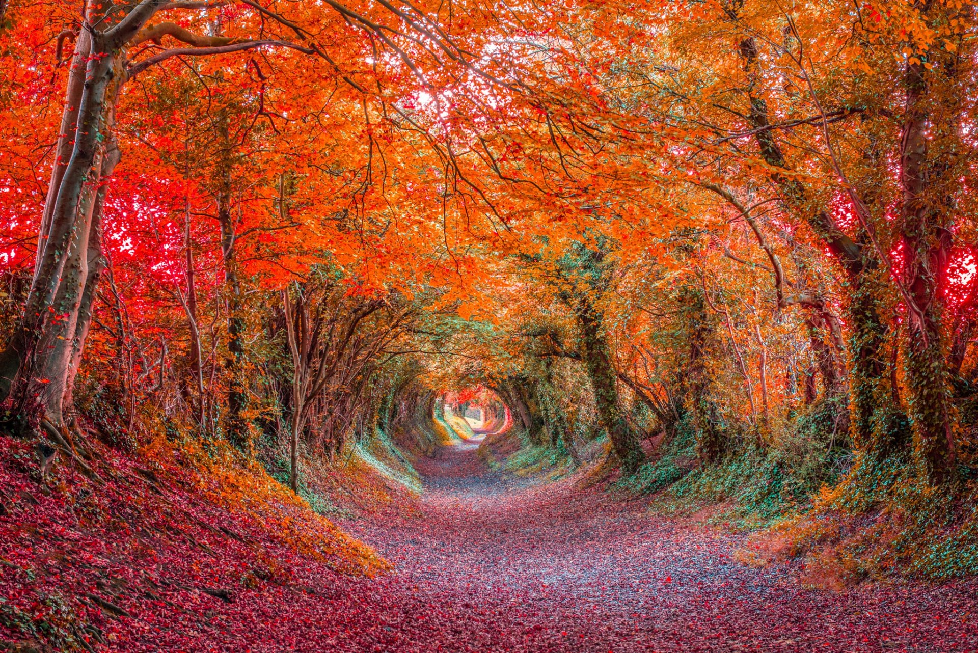 Tunnel in Autumn Forest 高清壁纸 桌面背景 2048x1367 ID883274 Wallpaper