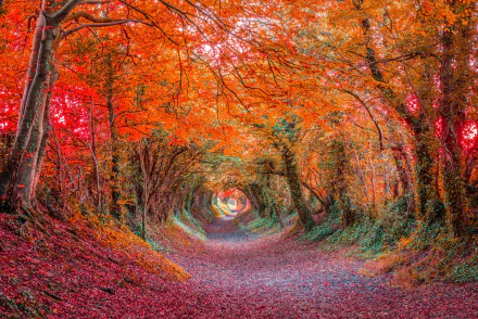 Colorful fall forest canopy forms a vibrant tunnel of red and orange leaves over a winding path, captured in HD for a vivid PC desktop wallpaper.