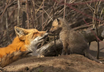 A heartwarming HD desktop wallpaper featuring a cute red fox and its curious baby cub in a natural woodland setting.
