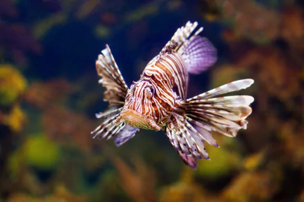 HD PC desktop wallpaper featuring a vibrant lionfish swimming underwater, showcasing detailed sea life and marine animal beauty.